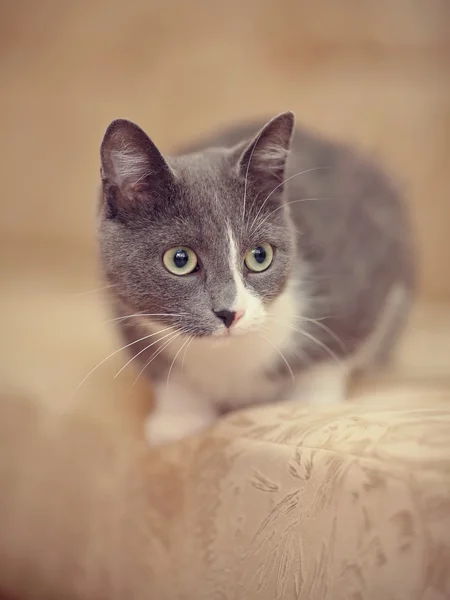 Cinza-fumado com branco um gato doméstico . — Fotografia de Stock