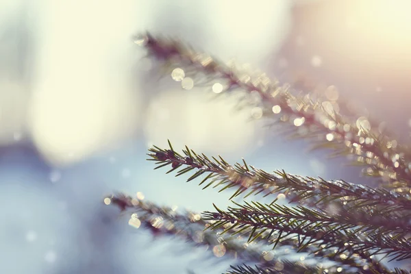 Fir-tree branches in hoarfrost — Stock Photo, Image