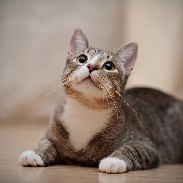Retrato de um gato doméstico jovem com olhos verdes — Fotografia de Stock