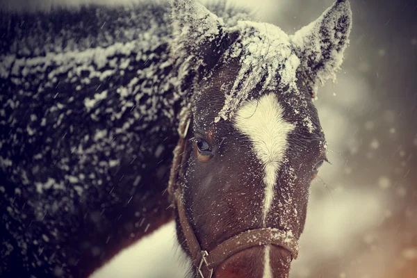 Húmedo marrón caballo de nieve. — Foto de Stock