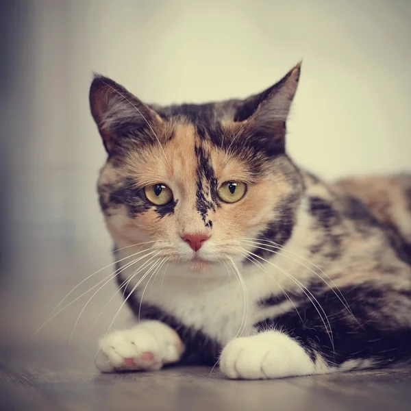 Retrato de gato doméstico multicolor — Foto de Stock