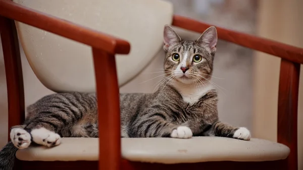 O gato jovem listrado em uma cadeira . — Fotografia de Stock