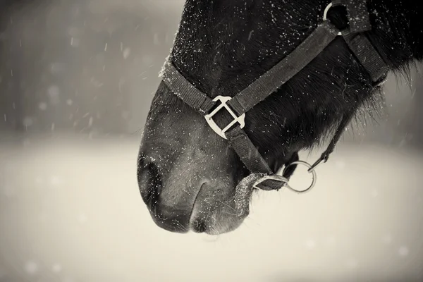 Non foto a colori di un muso di un cavallo marrone in un capestro — Foto Stock