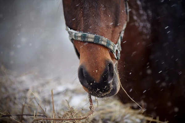 Focinho de um cavalo marrom em uma cabeçada com feno. — Fotografia de Stock