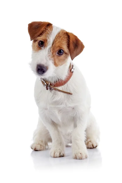 ジャック ラッセル テリアの品種の小さな犬 — ストック写真