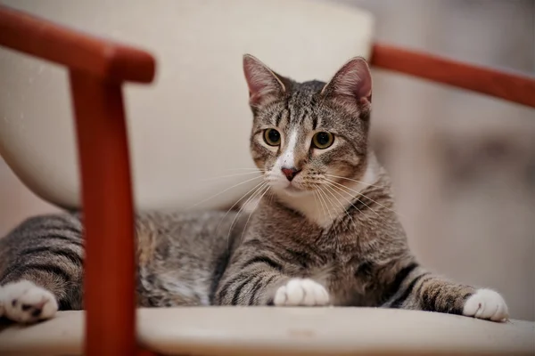 Bir sandalye üzerinde çizgili bir genç kedi portresi. — Stok fotoğraf