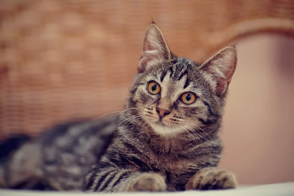 Retrato de un gatito doméstico a rayas en una silla de mimbre — Foto de Stock