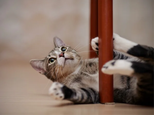 Juegos del gato atigrado con patas blancas —  Fotos de Stock