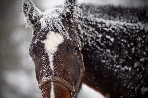 Bozal de un caballo moreno mojado y triste en la nieve . — Foto de Stock