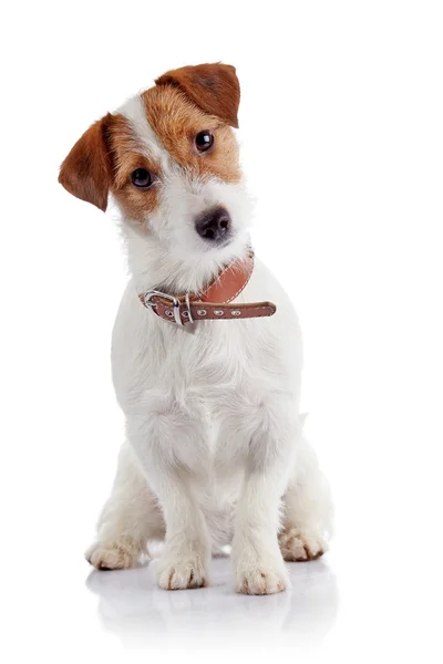 Small doggie of breed a Jack Russell Terrier — Stock Photo, Image