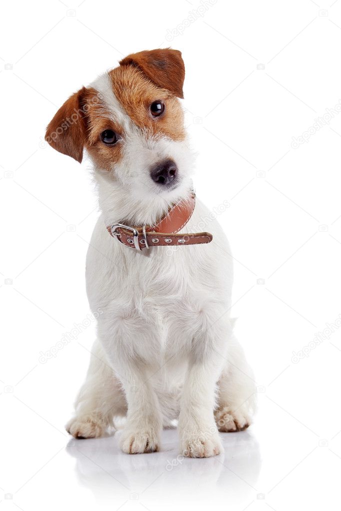 Small doggie of breed a Jack Russell Terrier