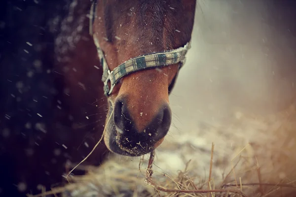 Hocico de un caballo marrón con heno. — Foto de Stock