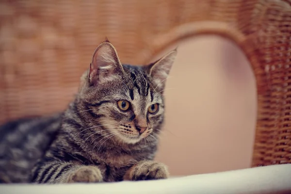 Porträtt av en randig inhemska kattunge på en wicker stol — Stockfoto