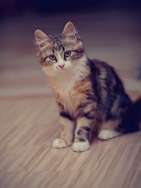 O gatinho multicor doméstico — Fotografia de Stock