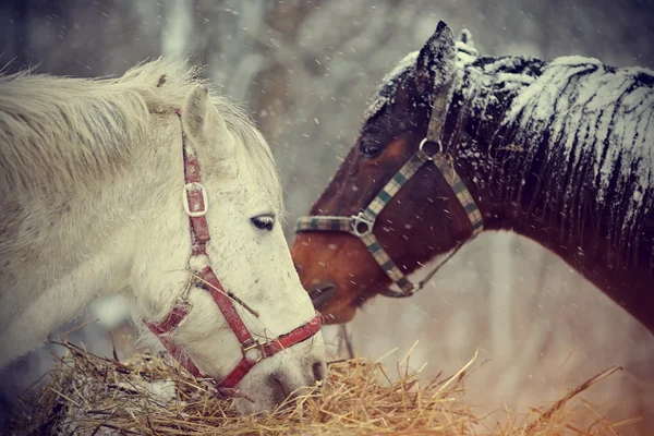 Våta hästar äter hö under snö. — Stockfoto
