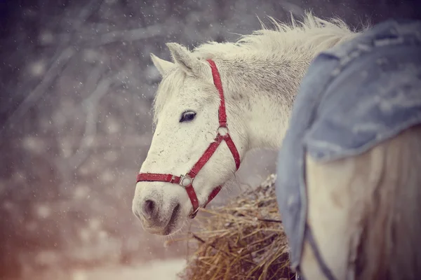 O cavalo branco molhado caminha na neve. — Fotografia de Stock