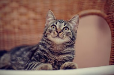 Çizgili yerli kedi yavrusu bir hasır sandalye üzerinde portresi