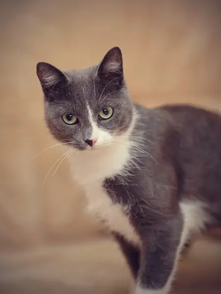 Porträt rauchig-graue Hauskatze. — Stockfoto