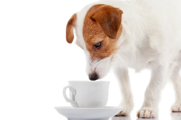 Razza di cagnolino Jack Russell con una tazza bianca — Foto Stock