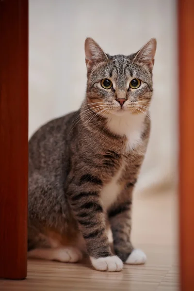 Gatto a strisce grigio con zampe bianche e gli occhi gialli — Foto Stock