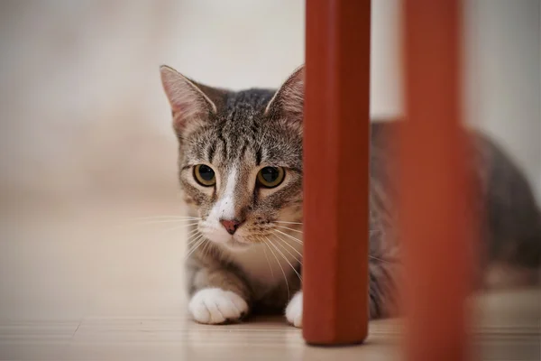 O gato listrado se esconde por trás as pernas da cadeira. — Fotografia de Stock