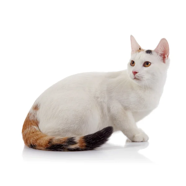 Fehér macska-val egy multi-színes csíkos farka — Stock Fotó