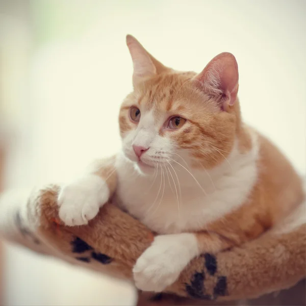 Kırmızı çizgili kedi portresi. — Stok fotoğraf