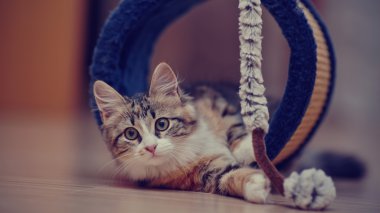 Aile içi çok renkli kedi oyunları