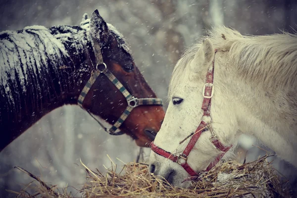 Wet horses eat hay under snow. — Stock Photo, Image