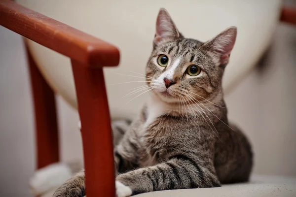 Portrait of a domestic striped young cat on a chair. — Stock Photo, Image