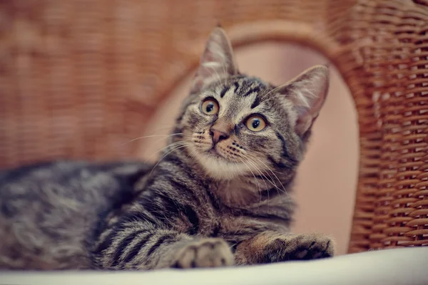 Portrait of a striped domestic kitten on a wicker chair — Stock Photo, Image