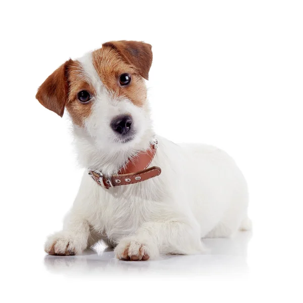 Mały piesek rasy Jack Russell Terrier — Zdjęcie stockowe
