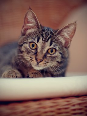 Bir kedi yavrusu bir şeritli renk portresi 