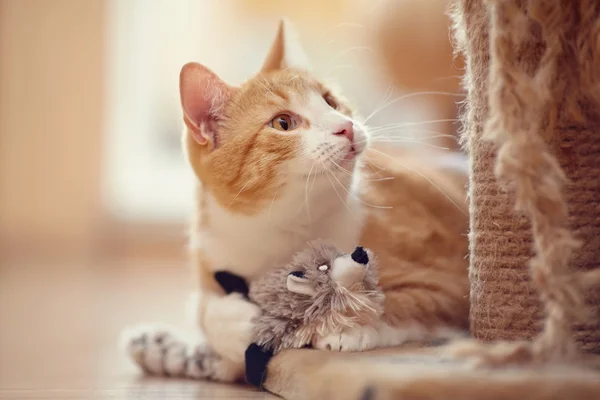 Porträt einer roten Hauskatze mit einem Spielzeug. — Stockfoto