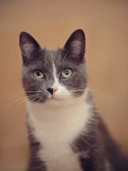 Gato cinza fumarento de retrato. — Fotografia de Stock