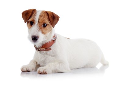 Küçük köpek doğurmak bir Jack Russell Terrier