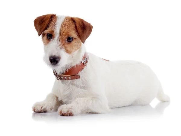 O pequeno cãozinho de raça um Jack Russell Terrier — Fotografia de Stock