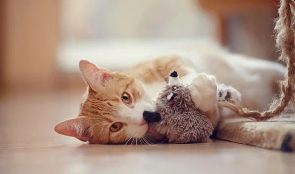 Vermelho com branco um gato brincalhão listrado com um brinquedo . — Fotografia de Stock