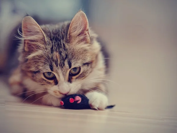 The domestic multi-colored kitten plays with a toy. — Stock Photo, Image