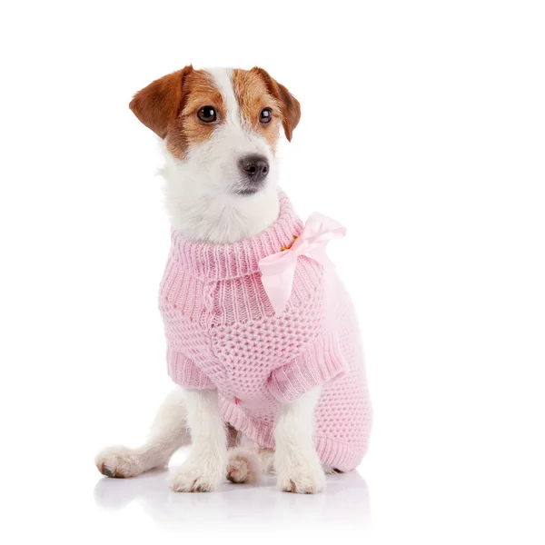 Небольшие собачки породы Джек Рассел терьер в розовый перемычки — стоковое фото