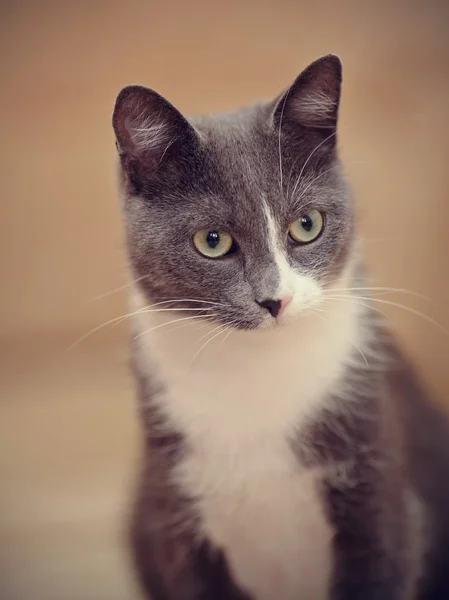 Retrato de um gato doméstico cinza esfumaçado . — Fotografia de Stock