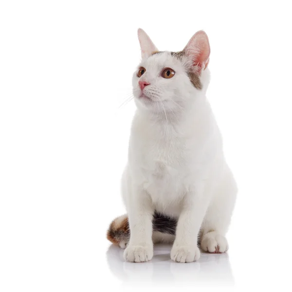 White cat with yellow eyes — Stock Photo, Image