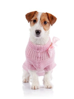 Küçük köpek doğurmak bir Jack Russell Terrier olarak pembe bir jumper