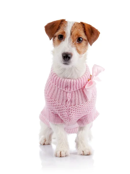 Small doggie of breed a Jack Russell Terrier in a pink jumper — Stock Photo, Image