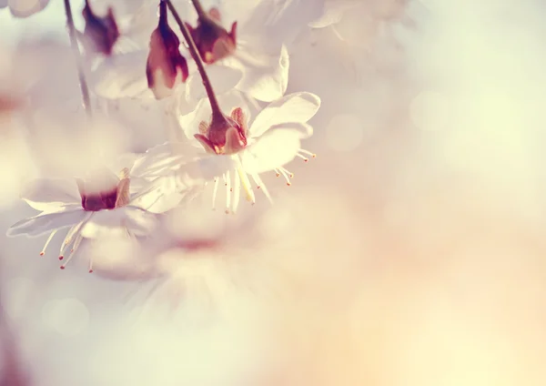 Blüten der Kirschblüten im Frühling — Stockfoto