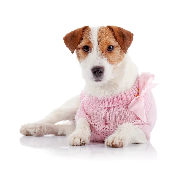 Doggie of breed a Jack Russell Terrier in a pink jumper — Stock Photo, Image
