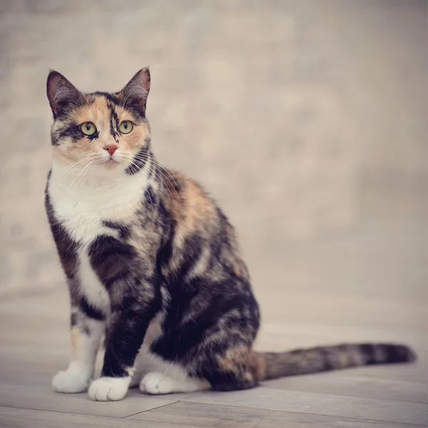 Gato multicolor — Foto de Stock