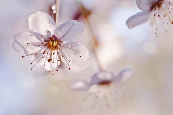 Fiori di ciliegio . — Foto Stock