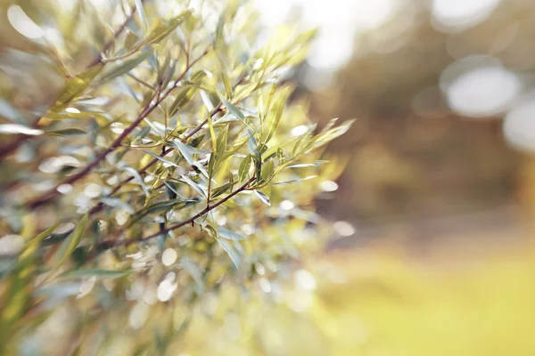 Fondo con bokeh con ramas de sauce . —  Fotos de Stock