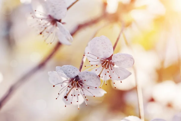 Flowers of cherry in a sunlight — Stock Photo, Image